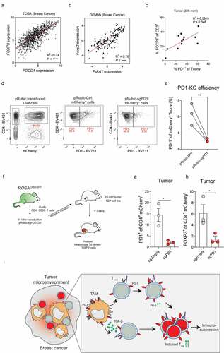 Figure 5. PD-1 promotes intratumoral conversion of CD4+Tconvs into Tregs. (a) Scatter plot depicting correlation between FOXP3 versus PDCD1 mRNA expression log2(norm_count+1) in tumors of the TCGA human breast cohort (n = 1218 patient samples). (b) Scatter plot depicting correlation between Foxp3 versus Pdcd1 mRNA expression (normalized read counts) in mammary tumors obtained from 16 different GEMMs for breast cancer (n = 145). (c) Scatter plot depicting correlation between PD-1 expression on CD4+ Tconvs and % CD4+FOXP3+ of total T cells in KEP mammary tumors (n = 12 mice). (d) Representative dot plot of mCherry (left) and PD-1 (middle, right) expression in CD4+ Tconvs transduced with indicated pRubic vector, after 4 days of culture with IL-2. (e) Quantification of PD-1 expression on CD4+ Tconvs transduced with indicated pRubic vector (data pooled from 3 in vitro independent experiments). (f) Schematic overview of study. CD4+CD25− cells from ROSACAS9-GFP mice were purified, activated and transduced with pRubic-sgPD-1 or pRubic-Ctrl and adoptively transferred into mice bearing 25 mm2 KEP cell line tumors. After 7 days, mice were analyzed. (g) Quantification of PD-1 expression on CD4+ mCherry+ cells in KEP cell line tumors of mice receiving adoptive transfer of pRubic-sgPD-1 or pRubic-Ctrl CD4+ Tconvs (n = 3 mice/group). (h) Quantification of FOXP3 expression on CD4+ mCherry+ cells in KEP cell line tumors of mice receiving adoptive transfer of pRubic-sgPD-1 or pRubic-Ctrl CD4+ Tconvs (n = 3 mice/group). (i) Graphical representation describing findings presented in this study. TAMs can directly promote Treg conversion by release of TGF-β but can also, in a distinct fashion, “prepare” CD4+ Tconvs for conversion through induction of PD-1.