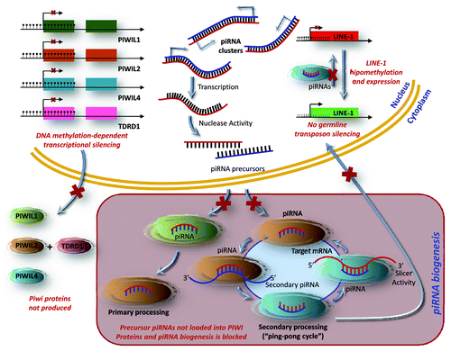 Figure 4. A model for the PIWI/piRNA pathway in germline cells and its disruption in testicular tumors. piRNAs are small non-coding RNAs that are mainly transcribed as single-stranded intergenic RNAs from well-conserved mono- and bi-directional clusters of repetitive elements. These piRNA precursors translocate into the cytoplasm, where they mature into functional piRNAs. The PIWI proteins catalyze a self-amplification loop, “ping-pong” cycle. Their incorporation into the PIWI ribonucleoprotein (piRNP) complex targets repetitive elements through target degradation and epigenetic silencing. In testicular cancer types, piRNA biogenesis and function are disrupted by DNA hypermethylation mediated transcriptional silencing of PIWI-proteins, leading to the expression of germline transposons.