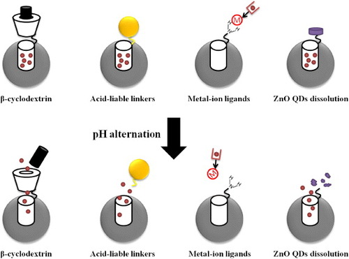 Figure 4. Schematic representation of the pH-responsive MSNs. Four major molecular designs are shown in the figure: (i) β-cyclodextrin and aromatic amine stalks could serve as effective ‘blockers’ to prevent leakage of drug molecules from nanocarriers. Under acidic pH, the amine stalks were protonated and the discharge of the β-cyclodextrin ring led to on-site drug release. (ii) Nanoparticles were modified on the surface of MSNs via acid-liable linkers to trap drug molecules in the silica mesoporous structures. Cleavage of these acid-sensitive linkers under acidic condition led to drug release. (Alternatively, direct modification of drug molecules with acid-liable linkers can also be achieved.) (iii) Many metal-containing compounds, especially transition metals, consist of coordination complexes. Drug molecules were conjugated with ligands or complexing agents, which enabled strong binding with the metal ion. The coordination bonding of the metal ion and its ligand is sensitive to the external pH and thereby the drug molecules were released. (iv) The dissoluble ZnO QDs could be conjugated on the MSNs to serve as the nanolids. The ZnO QDs were stable and insoluble under neutral pH and rapidly dissolved at a pH below 5.5. As a result, drug molecules can be released from MSNs due to the intracellular pH gradient.