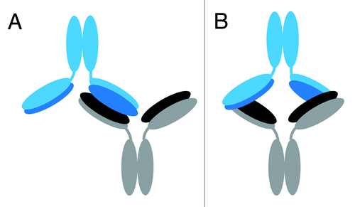 Figure 7. Proposed possible orientations of the IgG1 dimer. Cartoon representations of proposed possible dimer orientations based on the hydroxyl radical footprinting data. The bottom mAb has heavy chains in gray and light chains in black. The top mAb has heavy chains in light blue and light chains in dark blue. Head-to-head orientation allows for the light and heavy chains of the dimer to associate with each other in the interface region. (A) Cartoon depiction of a head-to head, a single-arm bound Fab-to-Fab dimer. (B) Cartoon depiction of a head-to head, double arm-bound Fabʹ2-to-Fabʹ2 dimer.