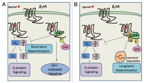 Figure 1 (A) According to the classic GPCR signal ing paradigm, upon agonist binding the β2AR is activated leading to heterotrimeric G protein coupling to the β2AR, dissociation of the Gα from the βγ-subunits and subsequent signaling downstream. Following receptor activation, the agonist-bound β2AR is phosphorylated on its carboxyl tail (CT) by G protein-coupled receptor kinases (GRKs) leading to recruitment of β-arrestins and short-term desensitization of the β2AR. Consequently, β-arrestins also manifest in a second round of extended signaling (independent of G proteins) leading to the prolonged agonist-induced effect as observed in several receptor systems. (B) In addition, the GRK-phosphorylated and β-arrestin scaffolded β2AR is ubiquitinated at lysine residues on two distinct receptor domains: intracellular loop 3 (L3) and the carboxyl tail (CT), which signals the β2AR to lysosomal degradation. The global reduction in cellular receptor levels thus characterizes and provides an explanation for the long-term desensitization of GPCRs upon prolonged agonist-stimulation.