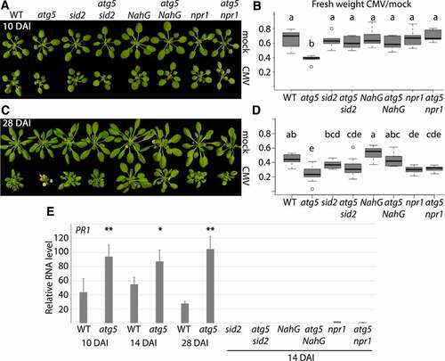 Figure 2. CMV disease is attenuated by autophagy. (A) Representative WT (Col-0), atg5, sid2, atg5 sid2, NahG, atg5 NahG, npr1 and atg5 npr1 plants at 10 DAI (days after inoculation) of CMV compared to mock. (B) The fresh weight ratio of CMV infected to mock plants at 10 DAI. (n<6). Letters indicate genotypes with statistically different levels (ANOVA P < 0.05, Tukey-HSD test). The absolute fresh weight data is presented in (Fig. S1). (C and D) As (A and B) but at 28 DAI. (E) PR1 transcript levels relative to PP2A determined at different time-points of CMV infection in WT and atg5 plants, as well as 14 DAI in the different SA compromised lines (n= 4). The statistical analysis compares WT to atg5 at the different time-points.