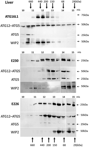 Figure 2. Analysis of ATG16L1 complexes in liver by gel filtration. The cytosolic fraction of liver homogenates was separated by size-exclusion chromatography on an ENrichTMSEC 650 column. Fraction (0.5 ml) were analyzed by immunoblot for ATG16L1, ATG5 and WIPI2 as indicated. Void volume 10 ml. Migration and elution of molecular mass standards are shown (kDa).