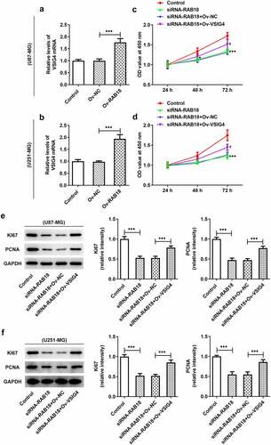 Figure 6. (a–b) The induction of VSIG4 overexpression elevated the VSIG4 mRNA levels both U87-MG and U251-MG cells. (c–f) VSIG4 overexpression rescued the inhibitory effects of Rab18 silencing on proliferation and proliferation markers. ***p < 0.001