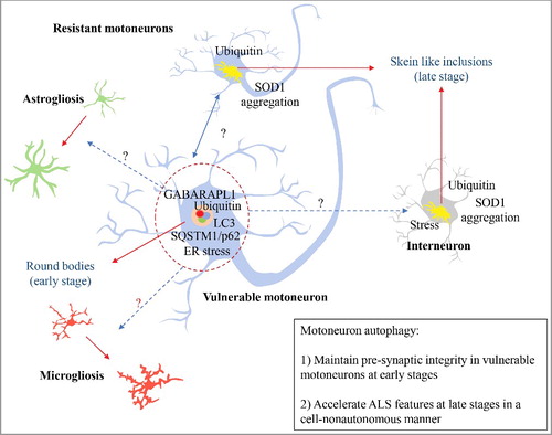 Figure 1. Autophagy and ALS. In early stages of ALS progression, vulnerable motoneurons accumulate active round bodies and depict the presence of autophagy markers. This phenomenon is proposed to sustain the connectivity of the neuromuscular junction (NMJ) of this neuronal population. However, this pool of motoneurons is the first to degenerate during the disease course. Conversely, resistant motoneurons show skein like inclusions accumulation that may reflect an inability to recruit and activate autophagy. Surprisingly, autophagy inactivation in motoneurons increases survival in mutant SOD1 mice, associated with reduced gliosis, ER stress markers, and SOD1 aggregation. Blue dotted-arrows represent the potential cell-nonautonomous effects due to motoneuron autophagy; red-dotted arrows represent the cellular changes influenced by motoneuron autophagy; black arrows present protein inclusions.