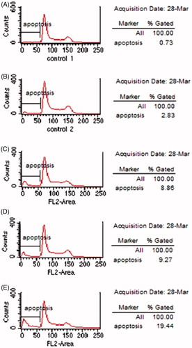 Figure 5. Apoptotic rate of C6 cells after transfection with c-Myc-siRNA-pDNAs: (A) normal C6 cells, (B) cells transfected with empty siRNA vector, (C) cells transfected with c-Myc-siRNA1-pDNAs, (D) cells transfected with c-Myc-siRNA2-pDNAs, and (E) cells transfected with c-Myc-siRNA 3-pDNAs.