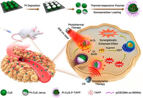 Figure 9 Schematic diagram of preparation and synergistic mechanism of Pt-CuS-P-TAPP. Reprinted with permission from Nano Letters. Liang S, Deng X, Chang Y et al. Intelligent hollow Pt-CuS janus architecture for synergistic catalysis-enhanced sonodynamic and photothermal cancer therapy, pages 4134–4145. Copyright 2019 American Chemical Society.Citation91