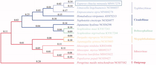 Figure 1. Phylogenetic tree showing the relationship between E. (Stacla) minusula and 13 other leafhoppers in inner group based on neighbour-joining method.