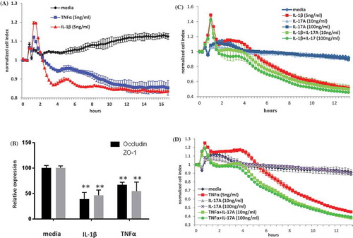 Figure 6. HRMEC impedance. (A) HRMECs were cultured in the absence (media alone) or in the presence of IL-1β or TNF-α (5 ng/ml), and impedance values were automatically recorded at 15-min intervals. (B) HRMECs were harvested at 16-hours post in vitro stimulation with or without IL-1β or TNF-α and mRNA expression was measured by quantitative polymerase chain reaction (QPCR). HRMECs were cultured in the absence (media alone) or in the presence of (C) IL-1β with or without IL-17A at 10 or 100 ng/ml or in the presence of (D) TNF-α with or without IL-17A at 10 or 100 ng/ml and impedance was recorded over 13 hours. Data for cell impedance were normalized from the time of cytokine addition. Normalized CI is shown.