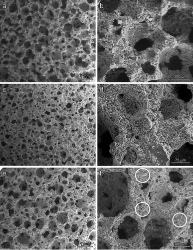 Figure 2. Morphology of Plasmastone-derived glass-ceramic foams (left: low magnification; right: details): (a,b) PS/BSG glass in the green state; (c,d) Pure PS, after firing at 800°C, for 1 h; (e,f) PS/BSG glass mixture, after firing at 800°C, for 1 h.