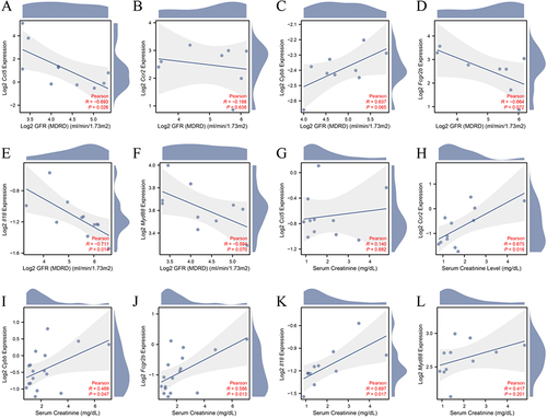 Figure 8 Clinical relevance of the expression of ferroptosis immune-related DEGs. Correlation analysis between GFR and (A) Ccl5, (B) Ccr2, (C) Cybb, (D) Fcgr2b, (E) Il18, (F) Myd88; Correlation analysis between serum creatinine and (G) Ccl5, (H) Ccr2, (I) Cybb, (J) Fcgr2b, (K) Il18, (L) Myd88.