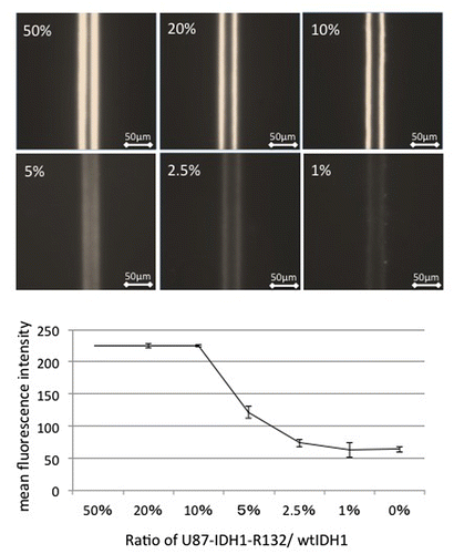 Figure 3. Effect of mutated IDH1/wild-type IDH1 ratio on the detection of mutated IDH1. When mutated IDH1 comprised more than 10% of the cell lysate, strong fluorescence was observed. However, when the proportion of mutated cells was below 5%, fluorescence was difficult to distinguish from the background.