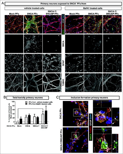 Figure 5. Toxic response of primary neuronal cultures exposed to extracellular SNCA. (A) Exposure of primary hippocampal neuronal cultures (TUBB3, neuronal marker; GFAP, astroglial marker) to extracellular SNCA associated with particle fractions (PFs) prepared from conditioned medium of H4 cells transfected with SNCA, SNCA-T, SNCA-T and SNCAIP (and control H4 cells). (B) The toxic response of primary neurons exposed to PFs from untreated and BafA1-treated H4 cells after 6 h exposure time measured by AK release using ToxiLight assay. (C) Exposure of primary neuronal cultures to SNCA, as well as SNCA-T and SNCAIP PFs leads to the formation of intracellular SNCA+ accumulations in TUBB3+ neuronal cells. Z-stack of confocal images, scale bar 10 μm. All values are mean + s.e.m. Differences were significant at (*) P < 0.05.