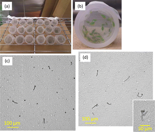 Figure 1.  Photographs of sachets during aphid saliva collections. (a) Pea aphids feeding on diet enclosed between two Parafilm membranes in sachets, (b) magnified view of a sachet containing ca. 100 mg of A. pisum, (c) sheaths left on the lower membrane with deionized water, and (d) sheaths left on the lower membrane with diets and highly branching structure of sheaths only observed on membrane with diet (smaller photo).