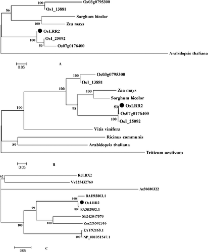Figure 5. Phylogenetic tree of OsLRR2, its deduced protein and other similar proteins. Phylogenetic tree of genomic DNA (A), cDNA (B) and protein (C).
