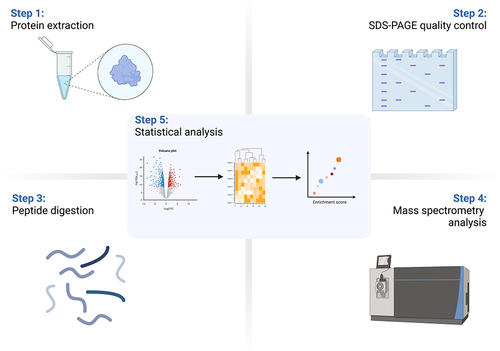 Figure 1 Workflow of proteomic profiling. The proteins were extracted from serum, followed by SDS-PAGE quality testing, trypsin digestion, and TMT labeling. The samples were then taken in equal parts and mixed for chromatographic separation before being subjected to LC-MS/MS analysis and bioinformatic analysis.