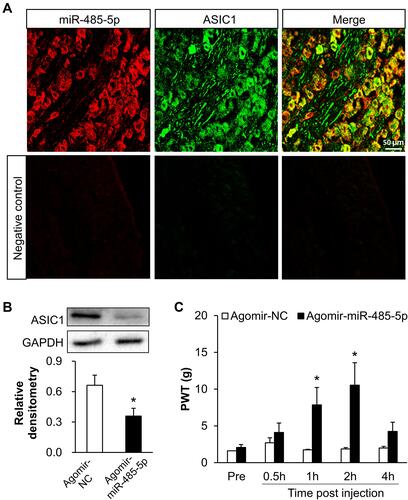 Figure 5 Overexpression of miR-485-5p decreased the expression of ASIC1 and alleviated inflammatory pain in CFA rats. (A) FISH and immunofluorescence assay showed that MiR-485-5p (red) was mostly co-localized with ASIC1 (green) (scale bar = 50 μm). (B) ASIC1 protein expression was significantly reduced after intrathecal injection of miR-485-5p agomir (n = 7 rats for each group, *p < 0.05 vs agomir-NC, two sample t-test). (C) The PWT of CFA rats was significantly increased at 1 h and 2 hafter injection with miR-485-5p agomir (n = 8 rats for miR-485-5p agomir and n = 6 rats for agomir-NC group, *p < 0.05 vs agomir-NC, two-way ANOVA).