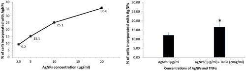 Figure 2. Effect of TNFα on the cellular uptake of AgNPs. (A) Percentage of cells incorporating AgNPs after exposure to 2.5, 5, 10, and 20 µg/mL of AgNPs. (B) Percentage of cells incorporating AgNPs after exposure to AgNPs (5 µg/mL) with and without TNFα (20 ng/mL). Cells were exposed to AgNPs and TNFα for 24 h, then cellular uptake was determined based on side scatter (SSC) using FACS. The results are shown as mean ± SD, n ≥ 3, for each group; *0.01 < P < 0.05.
