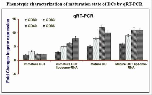 Figure 4. Characterization of phenotype of mature DCs by estimating the transcript level expression of various maturation markers (CD80, CD83, CD86, CD40). The incubation of monocyte-derived iDCs with a pro-inflammatory cytokine cocktail (IL-1β, IL-6, TNF-α & PGE2) for 48 hr induced a fully mature DC phenotype. The maturation of DCs was assessed by customized microarray plates designed for specific biomarkers. The qPCR was performed with following formulations; mature DCs, mature DCs incubated with liposome-RNA, immature DCs, immature DC incubated with RNA.