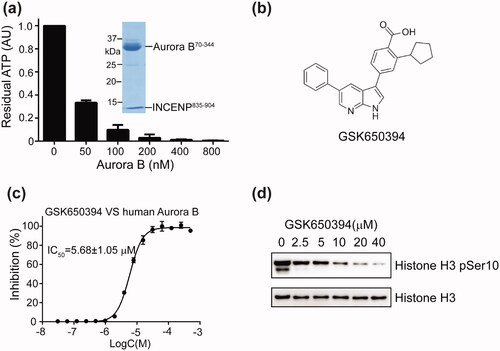 Figure 1. Identification of GSK650394 as a novel Aurora B inhibitor. (a) The ATPase activity of Aurora B was measured by its ability to hydrolyse ATP using the luciferase-coupled ATP assay. The luminescence of the ATP-only control was normalised to 1.0. Values are means ± SD, n = 3. SDS-PAGE of the representative eluted fraction of Aurora B/INCENP protein complex is shown in the inset. (b) The chemical structure of GSK650394. (c) Inhibition of the ATPase activity of human Aurora B by GSK650394. The values were normalised to ATP-only control set as 100% inhibition. Values are means ± SD, n = 3. (d) Western blot analysis of histone H3 Ser10 phosphorylation (pH3) by human Aurora B in the presence of indicated concentrations of GSK650394. The immunoblots are representative of two independent experiments.