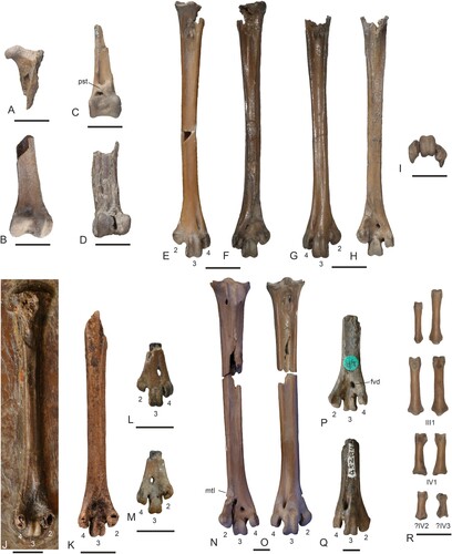 FIGURE 6. Leg bones of Masillaraptor cf. parvunguis from the lower Eocene London Clay of Walton-on-the-Naze, Essex, U.K. (A–I) compared with other fossils of Masillaraptor (J, K), as well as London Clay specimens of Coturnipes (L, M), Danielsraptor, gen. nov. (N, O), and Stintonornis (P, Q). A, Masillaraptor cf. parvunguis, proximal end of left femur in cranial view (NMS.Z.2021.40.14). B, M. cf. parvunguis, distal end of right femur in caudal view (NMS.Z.2021.40.14). C, M. cf. parvunguis, distal end of left tibiotarsus in cranial view (NMS.Z.2021.40.14). D, M. cf. parvunguis, distal end of right tibiotarsus in cranial view (NMS.Z.2021.40.14). E, F, M. cf. parvunguis, left tarsometatarsus in dorsal (E) and plantar (F) view (NMS.Z.2021.40.14). G–I, M. cf. parvunguis, right tarsometatarsus in dorsal (G), plantar (H), and distal (I) view (NMS.Z.2021.40.14). J, left tarsometatarsus of Masillaraptor sp. from Messel in plantar view (SMF-ME 1068). K, left tarsometatarsus of Masillaraptor sp. from the middle Eocene of the Geisel Valley in plantar view (GMH NW XIV). L, M, distal end of the left tarsometatarsus of Coturnipes cooperi from the London Clay of the Isle of Sheppey in L, dorsal and M, plantar view (holotype, NHMUK A 3706). N, O, right tarsometatarsus of Danielsraptor phorusrhacoides, gen. et sp. nov. (NMS.Z.2021.40.12) in N, plantar and O, dorsal view. P, Q, distal end of the right tarsometatarsus of Stintonornis mitchelli from the London Clay of the Isle of Sheppey in P, plantar and Q, dorsal view (holotype, NHMUK A 5284). R, pedal phalanges of Masillaraptor cf. parvunguis (NMS.Z.2021.40.14); the identity of some phalanges is indicated by Roman (toes) and Arabic (phalanges) numerals. For the tarsometatarsi, the trochleae are numbered. Abbreviations: fvd, foramen vasculare distale; mtI, fossa metatarsi I; pst, pons supratendineus. Scale bars equal 5 mm.