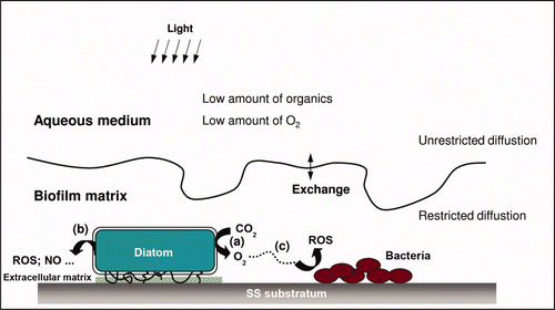 Figure 9. Proposed metabolic pathways to explain the possible involvement of diatoms in influencing the electrochemical behavior of SS. (a) Direct action via photosynthetic metabolic activity, influencing physico-chemical conditions of the SS/biofilm interface; (b) direct action via the effect of other diatom metabolic substances: production of reactive oxygen species (ROS) due to oxidative stress; (c) Indirect action by providing metabolic products, namely oxygen, to other microorganisms: potential metabolic interactions within the biofilms between diatom (phototrophic) and bacteria (heterotrophic).