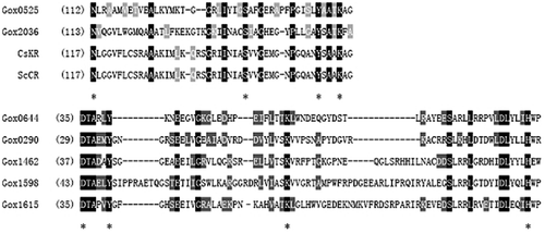 Fig. 1. Sequence alignment of amino-acid sequences of putative carbonyl reductases.Notes: The key catalytic tetrad of N, S, Y and K residues found in Gox0525 and Gox2036, and D, Y, K and H residues found in Gox0644, Gox1615, Gox1598, Gox1462 and Gox0290 are marked with *. CsKR, Ketoreductase from the Cyanobacterium Synechococcus sp. Strain PCC 7942 (ABB56716.1); ScCR, NADH-dependent reductase from the Streptomyces coelicolor (NP_631416.1).