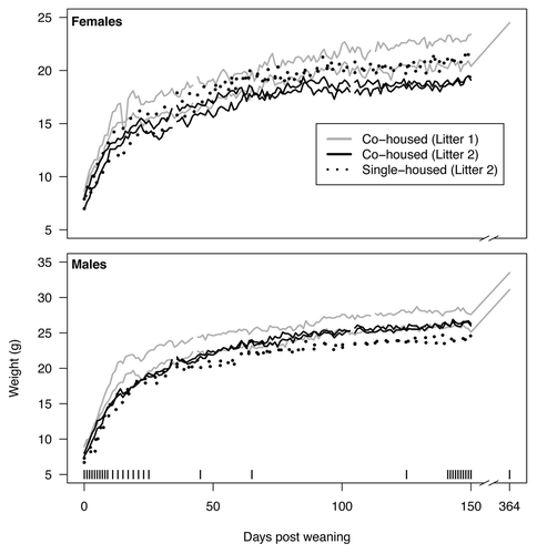 Figure 1. Weights of mice over the first 364 d post weaning (dpw). For each litter two male mice were co-housed and two female mice were co-housed. In addition, two males and two females from the second litter were each individually housed. The vertical bars along the bottom indicate samples that were used for the microbiome analysis described in the current study.