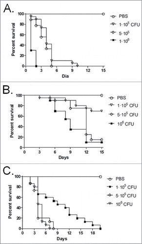 Figure 1. Determination of the cell concentrations for mortality experiments of G. mellonella larvae infected with T. asahii strain 07 (A), T. asteroides strain 13 (B) or T. inkin (C).