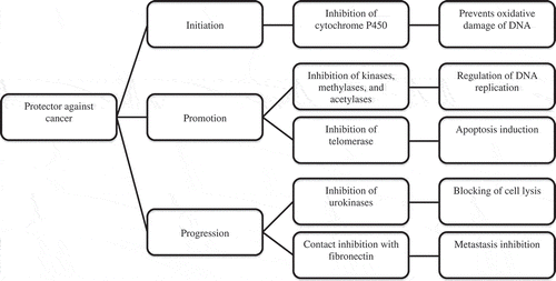 Figure 1. Protective effect of polyphenols on cancer initiation, promotion, and progression. Adapted from:(Valenzuela, Citation2004).Figura 1. Efecto protector atribuido a los polifenoles en la iniciación, promoción y progresión del cáncer. Adaptado de: Valenzuela (Citation2004).