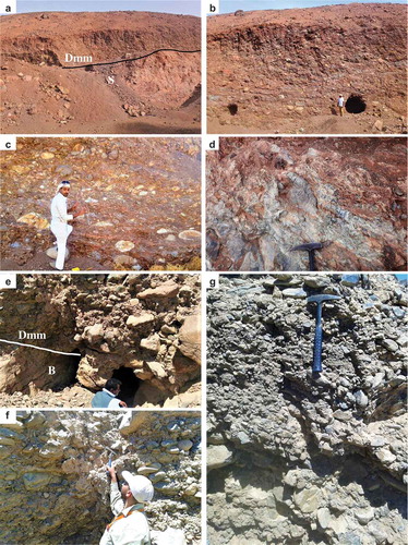 Figure 3. Field photographs for glacial diamictites in the SED from Wadi El-Naam (a, b, c, and d) and Korbiai (e, f, and g). (a) Glacial diamictites [Dmm] unconformably overlying a preglacial paleosol [S] of Cambrian-Ordovician age in Wadi El-Naam drumlin hill. (b) Thick deposits (~20 m) of massive boulder-rich diamictites. (c) Matrix supported, sub-angular to rounded clasts occasionally showing elongation along sub-horizontal axes. (d) Rotated clasts within the glaciotectonite layer at the base of glacial diamictites. (e) Unsorted boulder-rich diamictites [Dmm] overlying an uneven basement surface [B]. (f) Poorly sorted, well rounded to sub-angular, matrix supported diamictites. (g) Fining upward diamictite clasts, which could be indicative of an ice retreat depositional environment.