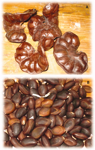 Figura adicional 1. Vaina (A) y semillas (B) del árbol de parota (Enterolobium cyclocarpum). Supplementar y Figure 1. Pods (A) and seeds (B) from parota (Enterolobium cyclocarpum) tree.