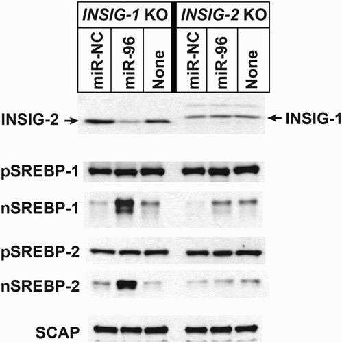 Figure 3. Immunoblots of INSIGs and SREBPs in human fibroblasts transfected with a miR-96 mimic. INSIG1 (INSIG-1 KO) or INSIG2 (INSIG-2 KO) knockout human fibroblasts were transfected with a control miRNA (miR-NC) or a miR-96 mimic. Nuclear and membrane proteins were prepared from the cells and immunoblotting performed using the indicated antibodies. ‘None’ indicates cells without transfection.