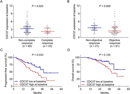 Figure 2. CDC37 at baseline reflected poor treatment response and survival in multiple myeloma patients. Correlation of CDC37 at baseline with complete response (A), objective response (B), progression-free survival (C), and overall survival (D) in multiple myeloma patients.