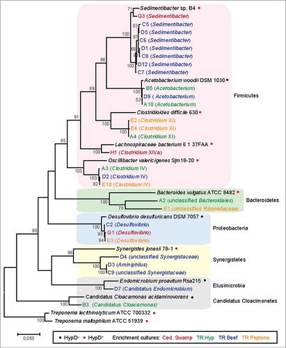 Figure 7. 16S rDNA phylogenetic tree of enrichment culture isolates and reference species. 16S rRNA genes were amplified using primers 8F and 1510R (Table 3) and sequenced from a pCR4-TOPO clone library (Invitrogen). Chimeric, low-quality, and redundant sequences were removed. 28 sequences from enrichment cultures and 12 reference sequences were aligned with MUSCLE.Citation70 The alignment was manually trimmed to yield a final length of 1371 bp and a maximum likelihood tree was constructed in MEGA767 using the Tamura–Nei method of substitution.Citation71 Bootstrap values from 50 to 100% are displayed. The highest similarity score calculated by RDP SeqMatch was used to assign the lowest classification level for each enrichment isolate.Citation72 The full-length sequences obtained for this analysis have been deposited in GenBank (accession: MG367094-MG367121).