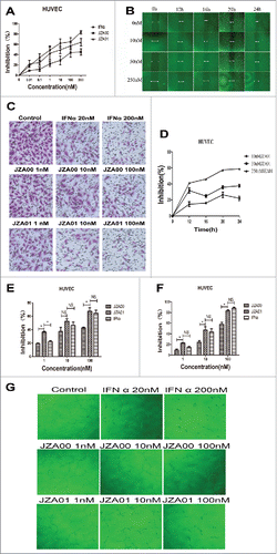Figure 3. JZA01 inhibits the proliferation, migration, transwell invasion, and tube formation of HUVECs. (A) HUVECs were incubated with different concentrations of JZA01, JZA00, or IFNα and proliferation analyzed by MTT assay. Inhibition (%) was calculated as (1 − ODexperiment/ODcontrol) × 100%. (B) and (D) The inhibition of the migration of HUVECs by JZA01 added at different concentrations was analyzed by the scratch assay. The distance of migration at 0 h, 12 h, 16 h, 20 h, 24 h was measured using Image-Pro Plus 6.0 after being photographed by an inverted OLYMPUS microscope at 100× magnification. Inhibition (%) = (1 − lengthexperiment/lengthcontrol) × 100%. (C) and (E) Photomicrographs and quantitative analysis of transwell invasion assay indicated that JZA01 suppressed the invasion of HUVECs better than IFNα or JZA00 in a dose-dependent manner. Inhibition (%) = [(control – experiment)/ control] ×100%. (F) and (G) HUVECs were incubated for 4 h with different concentrations of the JZA00, JZA01, or IFNα in a 96-well plate pretreated with matrigel. The endothelial tubes were photographed by an inverted OLYMPUS microscope at 100× magnification with the number of endothelial tubes counted using Image-Pro Plus 6.0. Inhibition (%) = (1 − numberexperiment/numbercontrol) × 100%. Quantitative analysis were presented as the mean ± SD, n = 5, *p < 0.05, **p < 0.01, ***p < 0.001.