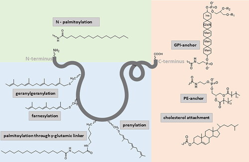 Figure 1. Examples of peptide lipidization; GlcN: glukoseamine; GPI: glypiation, ins: inositol; man: mannose; PE: phosphatidylethanolamine. Note: the figure was drawn by the authors.