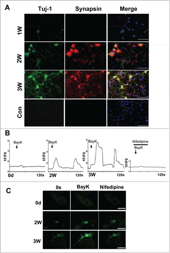 Figure 5. Characterization of the neuron-like cells derived from MEFs. (A) Immunostaining of the neuron-like cells at 1–3 weeks post-induction with synapsin and Tuj-1 antibodies. scale bar, 50 μm. (B) Functional characterization of the L-type Calcium channel. The panels show typical calcium imagines response observed in neuron-like cells at 2–3 weeks post-induction. 1F/F0 represents the ratio of fluorescence intensity of cells for 0s and an indicated time. Bay-K (10 μM) in the presence or absence of nifedipine (5 μM) was added at the marked time point. (C) The represent figures of calcium imaging of the induced neurons or MEFs with or without nifedipine following in the treatment with BayK. The total number of cells analyzed in each experiment was 40–50 cells, represent results were present. scale bar, 20 μm.
