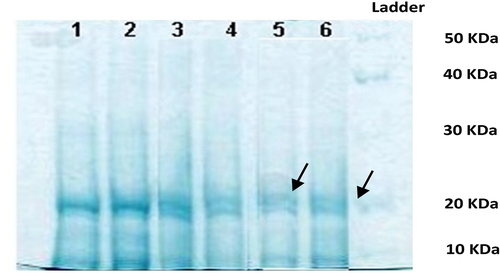 Figure 5. 10% SDS-PAGE gel of soluble proteins of Dunaliella salina (1 and 2: 9000 μg l‒1, 3 and 4: 6000 μg l‒1, 5 and 6: 3000 μg l‒1 phenanthrene).