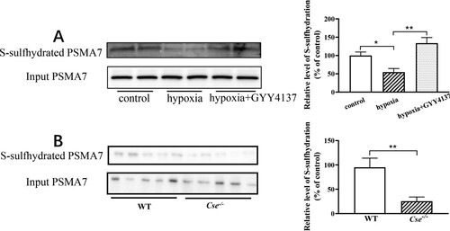 Figure 4. Hypoxia and CSE deficiency result in a decrease in S-sulfhydration of PSMA7 level in the adrenal gland. (A) WT mice with hypoxia for 72 h were treated with GYY4137 at the dose of 133μmol/kg/day. Biotin-switch assay was applied to determine the S-sulfhydration of PSMA7 level in adrenal glands. Left panel: The representative image of S-sulfhydration of PSMA7. Right panel: Statistical graph. (B) Cse-/- mice were administered with GYY4137 at the dose of 133μmol/kg/day for 72 h. A biotin-switch assay was applied to determine the S-sulfhydration of PSMA7 level in adrenal glands. Left panel: The representative image of S-sulfhydration of PSMA7. Right panel: Statistical graph. Data were expressed as mean ± SEM. n = 8. *P < 0.05, **P < 0.01.