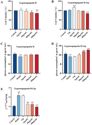 Figure 6. Gypensapogenin D-Liposome regulated glucose consumption by inhibiting PTP1B. (A-B) Effects of different concentrations of Gypensapogenin D and Gypensapogenin D-Liposome on the viability of HepG2 Cells; (C-D) Effects of different concentrations of Gypensapogenin D and Gypensapogenin D-Liposome on glucose consumption of insulin-resistant HepG2 cells; (E) Effect of Gypensapogenin D-Liposome on PTP1B mRNA expression in insulin-resistant HepG2 cells. Each value was expressed as means ± SD of three replications, *P < .05 vs. Model, **P < .01 vs. Model, ##P < .01 vs. Control.