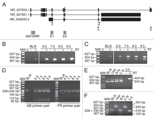 Figure 6 Expression analysis of Gtl2 in embryonic tissues. (A) Genomic structure of Gtl2, including exons (black boxes), B6 vs. CAST polymorphisms (*), major transcripts, primers used for RT-PCR and CpG-rich regions analyzed in this study (grey boxes). (B and C) RT-PCR of RNA from neonatal B6 liver and 6.5–9.5 d.p.c. B6 × CAST embryos using PCR primers A/B (B) and F/R (C). MW, molecular weight marker; 0, no template; + and − represent samples with and without reverse transcriptase (RT). (D) RT-PCR products from (B and C) were digested with SfcI and NgoMIV, respectively, to distinguish between products derived from maternal B6 vs. paternal CAST alleles. (E) RT-PCR of RNA from B6 brain, CAST brain and 3.5 d.p.c. B6 × CAST blastocysts using PCR primers F/R; B-N, C-N and 3.5 d.p.c. products were generated using a nested PCR approach described in the Materials and Methods. Alternative splice forms were detected in B6 and CAST samples; only the larger splice variant was detected in the +RT 3.5 d.p.c. sample. (F) RT-PCR products from E were digested with NgoMIV to distinguish between products derived from digested B6 vs. undigested CAST alleles.