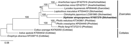 Figure 1. Maximum-likelihood phylogram of Xiphister atropurpureus and related teleost mitogenomes. Numbers along branches are RaxML bootstrap supports based on 1000 nreps (<75% support not shown). The legend below represents the scale for nucleotide substitutions.