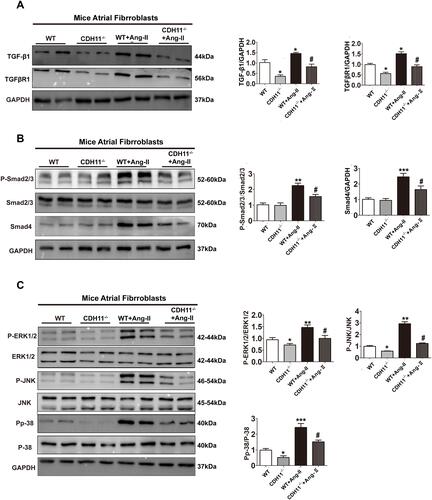 Figure 8 Loss of CDH11 blocked the activation of Smad2/3 and MAPK pathways during Ang-II-induced AFs differentiation. AF cells isolated from CDH−/- and WT mice were cultured and treated with Ang-II for 24h, followed by harvesting for multiple analysis. (A-B) Representative Western blotting image showing the protein levels in AFs from control or CDH11-/- mice in presence or absence of Ang-II (1 μM) treatment. Bar graph on the left quantified respective protein level: (A) TGF-β1 and TGFRβ1; (B) phospho-smad2/3 and smad4; (C) phosphor-ERK1/2, phosphor-JNK, and phosphoP38. Data are presented as mean ± SD. *: p<0.05, **: p<0.01, ***: p<0.001 vs WT: #: p<0.05 vs WT+Ang-II.