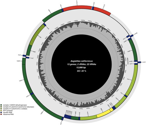 Figure 2. Mitochondrial genome map of A. californicus generated by Chloroplot (Zheng et al. Citation2020). Overlapping features are excluded for a better graphical representation of the architecture of the genome. The dark grey areas inside the map represents GC-content, genes on the outside of the map are transcribed counterclockwise, and genes on the inside are transcribed clockwise as informed by the arrows in the figure.