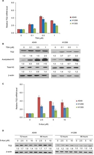 Figure 2 The effects of TSA and 5-Aza on TG2 expression.Notes: (A) The mRNA of TG2 was determined by q-PCR and normalized as the relative increase with 24 hours of TSA treatment in A549, H1299, and H1355 cells. (B) Characterization of the TSA-mediated concentration-dependent responses by Western blots on A549 and H1299 cells with TG2 expression and acetylated-H3. (C) TG2 mRNAs were determined by q-PCR with 72 hours of 5-Aza treatment. (D) Western blot analysis of TG2 on A549 and H1299 cells with 72 and 96 hours of 5-Aza (10 µM) treatment.Abbreviations: 5-Aza, 5-aza-2′-deoxycytidine; q-PCR, quantitative polymerase chain reaction; TG2, tissue transglutaminase 2; TSA, trichostatin A.