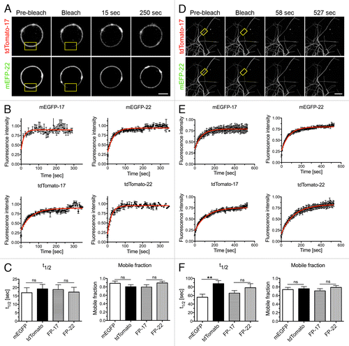 Figure 7. FRAP analysis of FP mobility in GUVs and in membrane tubes composed of ER lipids extracted from rat liver microsomes plus different FP-17/FP-22 combinations. (A–C) analysis in GUVs; D-F, analysis in nanotubes. (A, D) typical examples of FRAP experiments. The yellow rectangles indicate the bleached area. Scale bars, 5 μm. (B, E) Averaged fluorescence recovery curves for the indicated proteins. Bars represent S.E.M., n = 10 for each fluorescent protein. The red curves were obtained by fitting according to a mono-exponential equation (see Methods). (C, F) Average fluorescent half time of recovery (left) and mobile fractions (right) ± SEM ns, non significant, **, P = 0.0033 determined by Student’s t test.