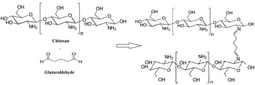 Figure 1. Schematic representation of glutaraldehyde cross-linked with chitosan copolymer: The crosslinking formation between amine groups of chitosan polymer and glutaraldehyde were occurred to form stable amine bonds.