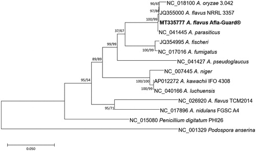 Figure 1. Maximum-likelihood (bootstrap repeat is 1000) and neighbour-joining (bootstrap repeat is 10,000) phylogenetic trees of twelve Aspergillus, one Penicillium mitochondrial genome, and Podospora mitochondrial genome as an outgroup: Aspergillus flavus (MT335777 in this study, JQ355000, and NC_026920), Aspergillus oryzae (NC_018100), Aspergillus parasiticus (NC_041445), Aspergillus fischeri (JQ354995), Aspergillus fumigatus (NC_017016), Aspergillus pseudoglaucus (NC_041427), Aspergillus niger (NC_007445), Aspergillus kawachii (AP012272), Aspergillus luchuensis (NC_040166), Aspergillus nidulans (NC_017896), Penicillium digitatum (NC_015080), and Podospora anserina (NC_001329). Phylogenetic tree was drawn based on maximum-likelihood phylogenetic tree. The numbers above or below branches indicate bootstrap support values of maximum likihood and neighbour-joining phylogenetic trees, respectively.
