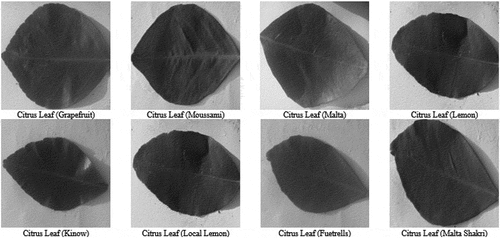 Figure 2. Gray level images of 8 citrus varieties